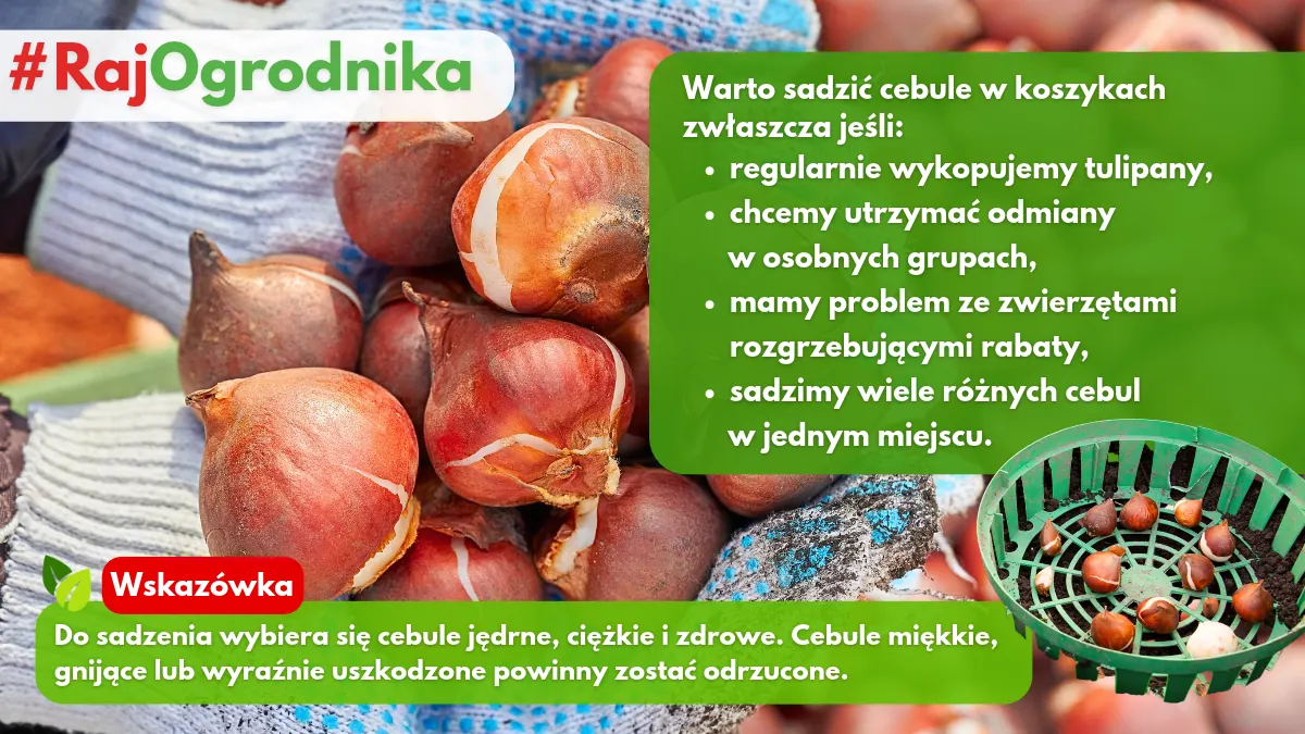 Czy warto sadzić cebule tulipanów w koszykach blog sklep rajogrodnika